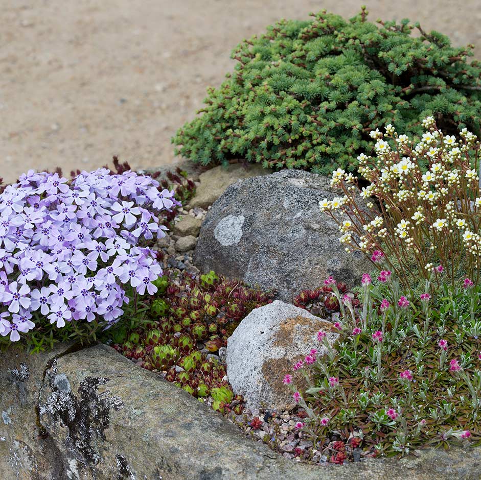 Stone trough planting