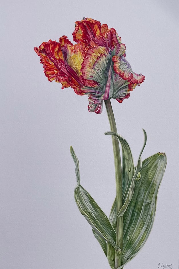 Tulipa ‘Rasta Parrot’ artwork