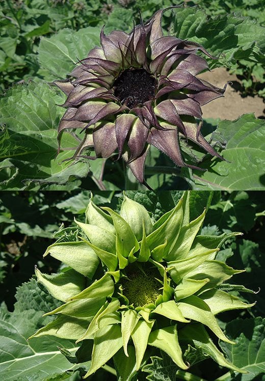 Helianthus (sunflower) ‘Sunfill Purple’ and ‘Sunfill Green’