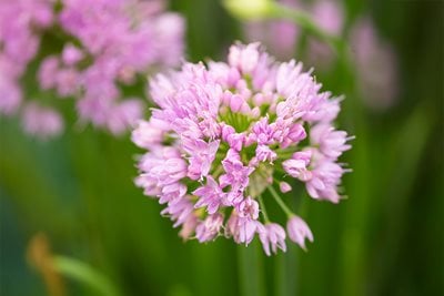 Allium ‘Millenium’