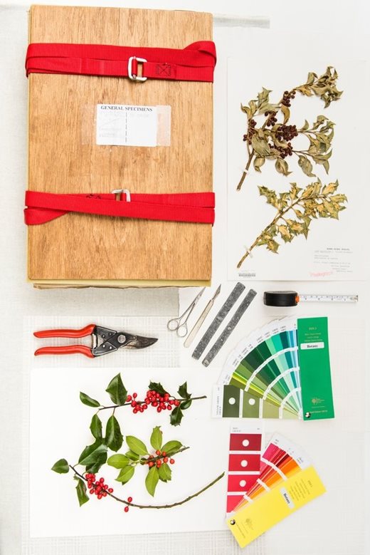 How to press plants and make herbarium collections / RHS Gardening