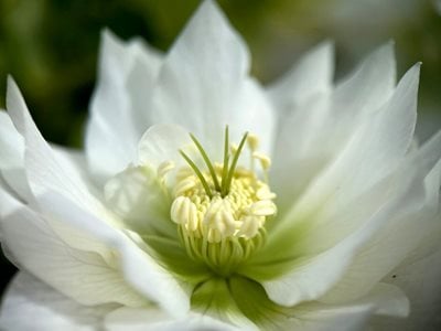 White hellebore close up