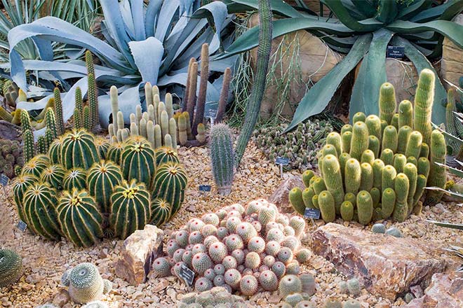 Discover hardy cacti and succulents