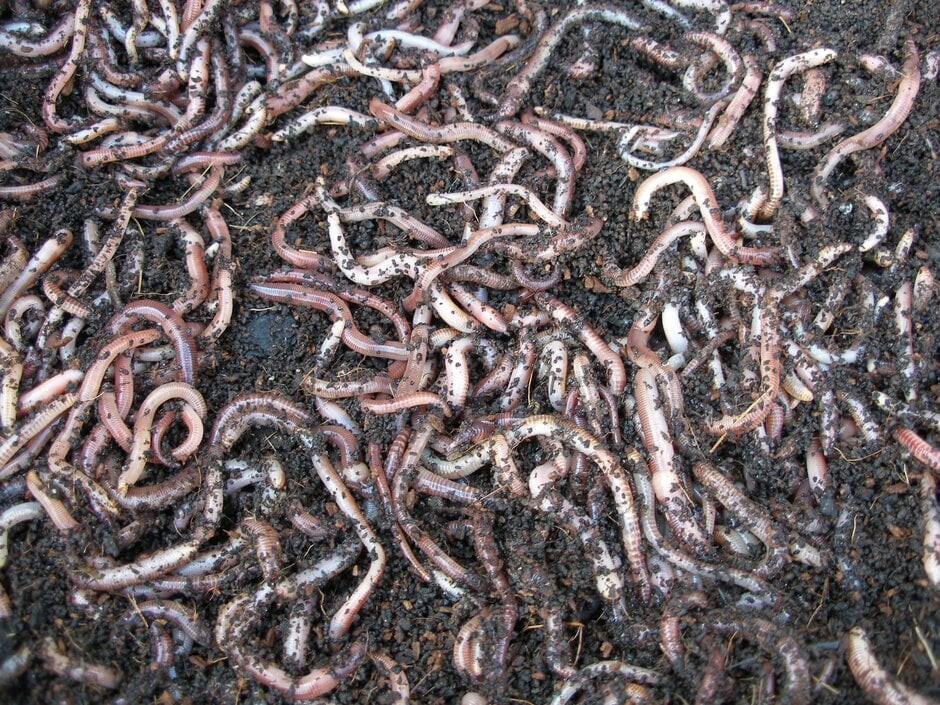 Composting worms in a wormery