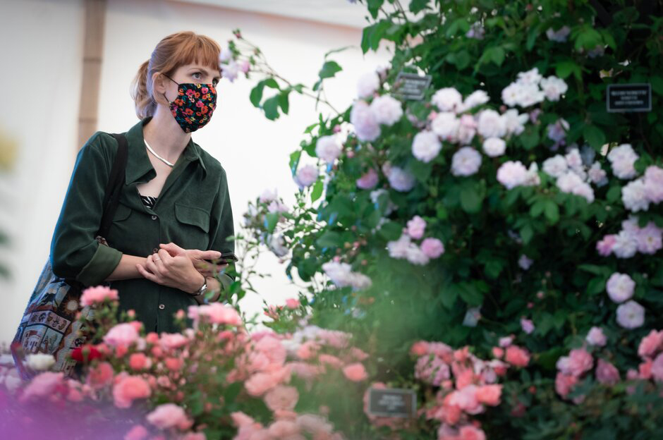 A visitor enjoys the blooms at the Festival of Roses at RHS Hampton Court