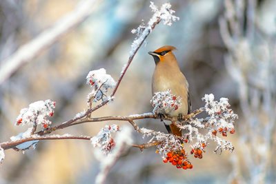 Waxwing bird in a rowan in winter