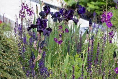 Iris 'Superstition', Salvia nemorosa and Verbascum in The Boodles Garden