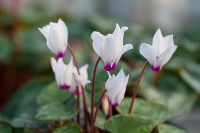 The pink-tinged, nodding white flowers of Cyclamen persicum