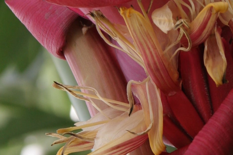 The small pink bananas produced by Musa velutina