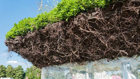 Miracle/Elements of Life