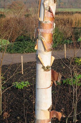 The contrasting bark layers of Betula utilis 'Fascination'