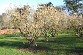 Catkins on the cobnuts and filberts at RHS Garden Wisley