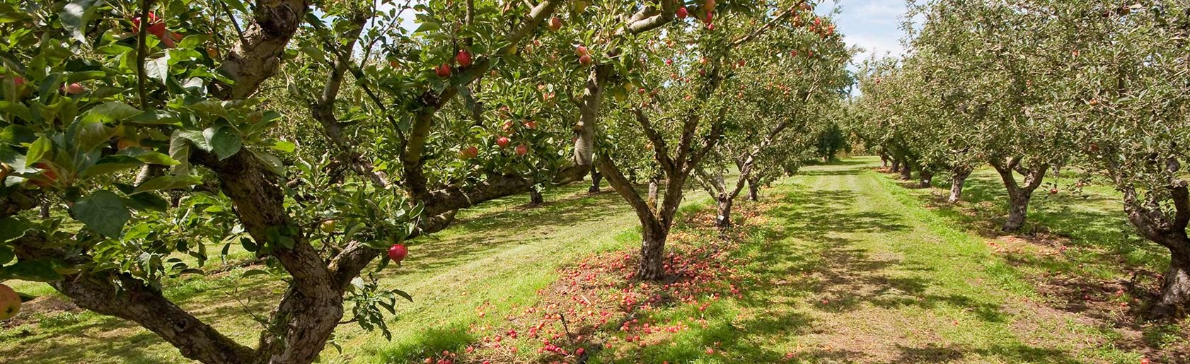 photograph of the garden