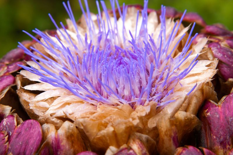 Close-up of globe artichoke flower