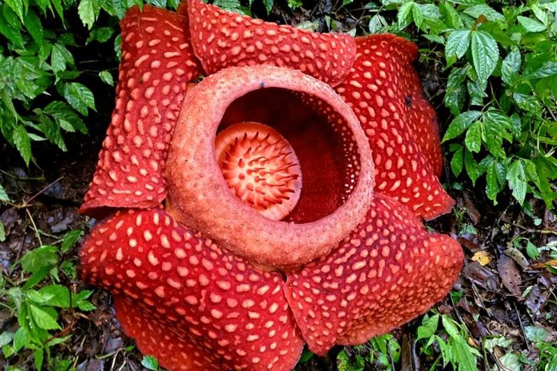 Rafflesia arnoldii (photo by Stewart McPherson)