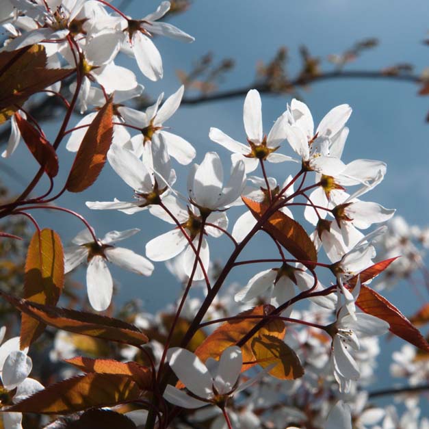 Amelanchier in spring...