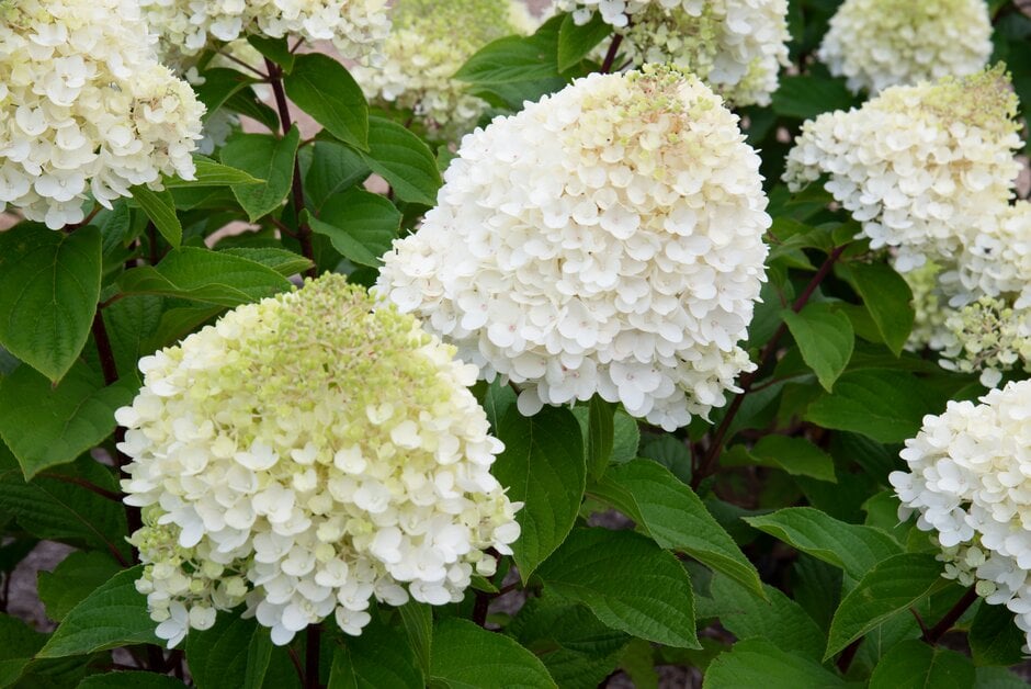 Hydrangea in bloom