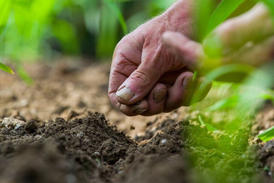 Gardening jobs for this month