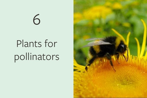 6. Plants for pollinators