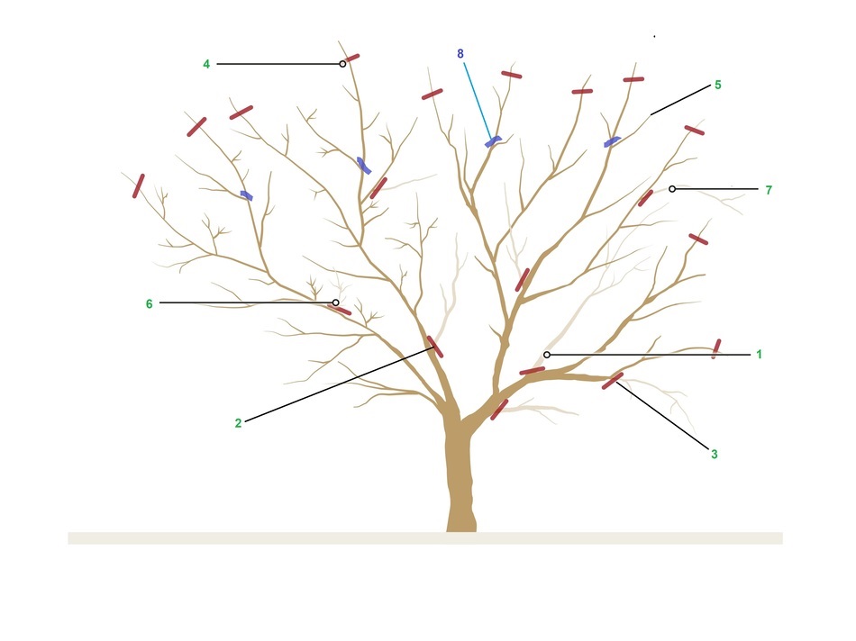 Pruning Pear Trees Diagram