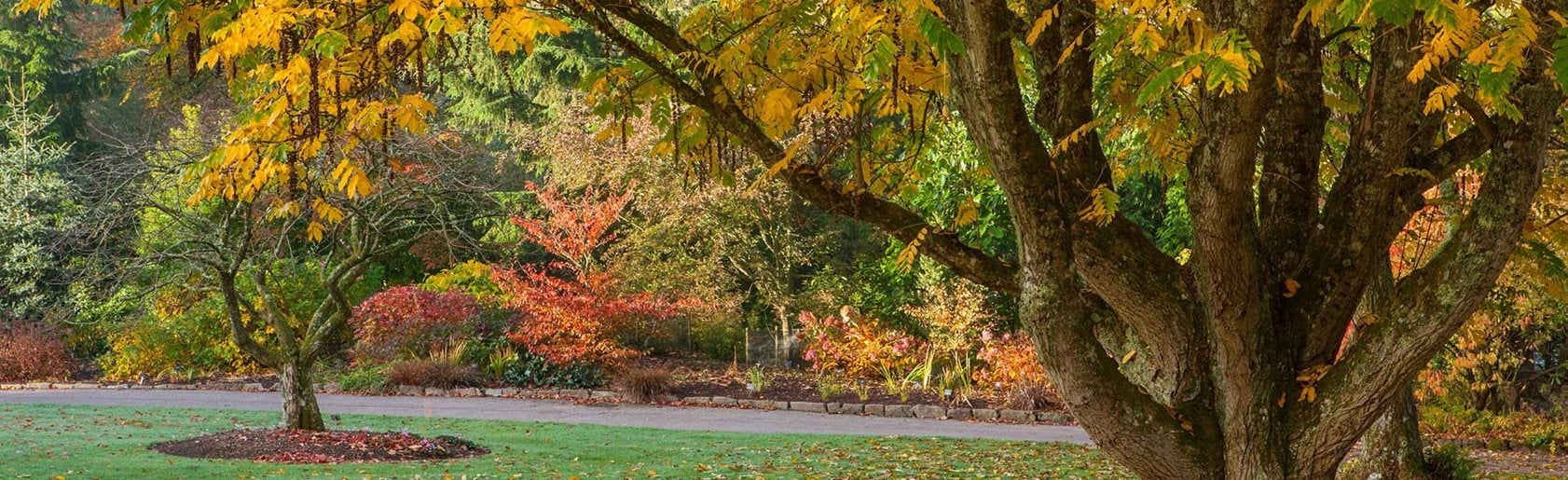 photograph of the garden