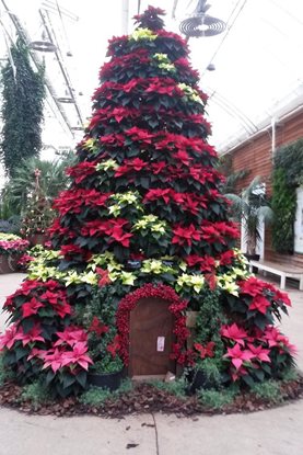 Making up the poinsettia towers required a cherry picker