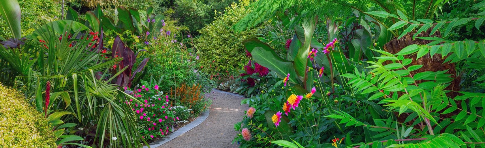 photograph of the garden