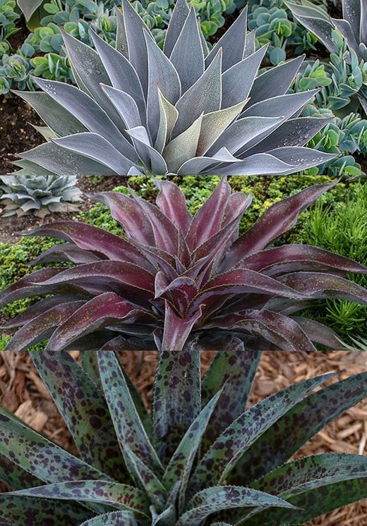 Agave 'Lavender Lady', 'Mission To Mars' and 'Pineapple Express'
