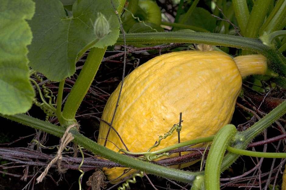 How to grow squash / RHS Gardening