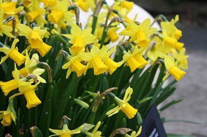 Daffodil 'Tête-à-tête' is a delightful dwarf selection