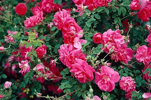 Rosa 'Cerise Bouquet'