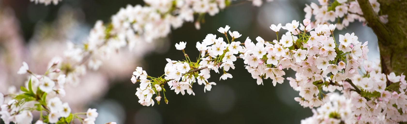 photograph of the garden