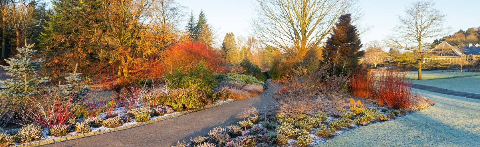 photograph of the garden