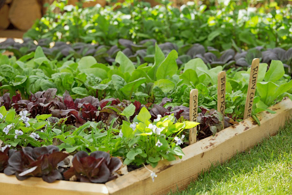 Neat rows of leafy vegetables in a bed