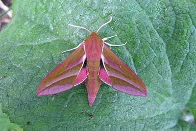 Close-up of moth on leaf