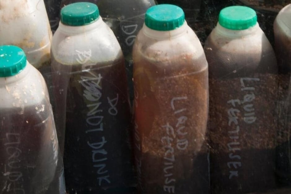Brown comfrey liquid feed decanted into milk bottles