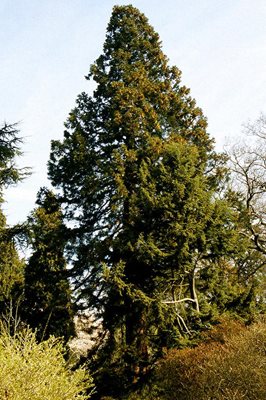 An example of Sequoiadendron giganteum