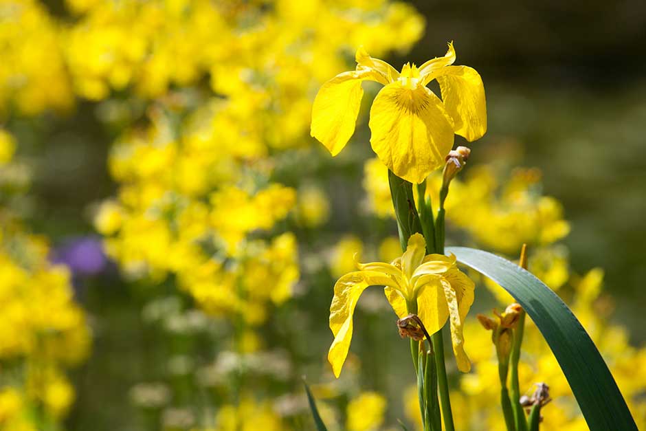 Discover irises for water or moist soil