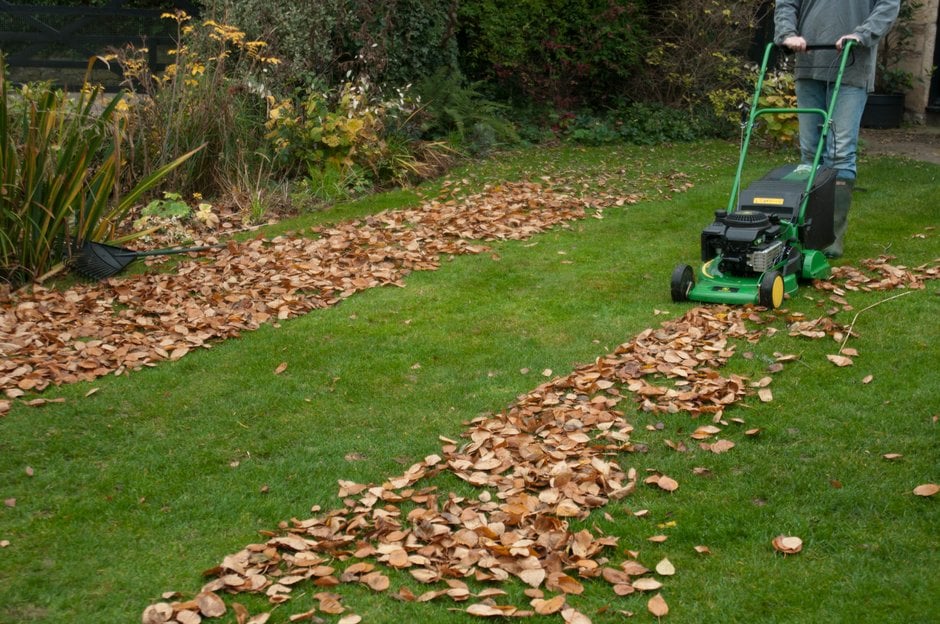 Mowing up rows of fallen leaves