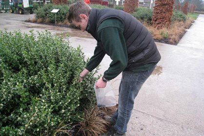Collecting seed of Sarcococca confusa at RHS Garden Wisley