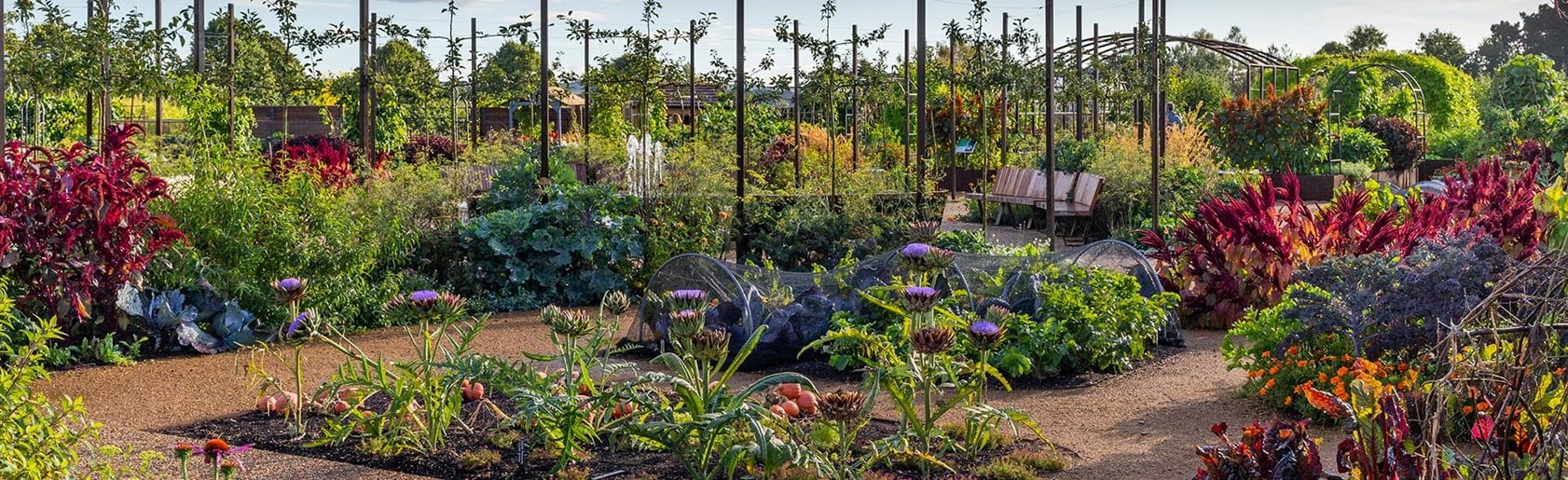 photograph of the garden