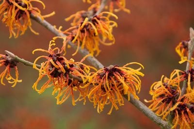 Witch hazel