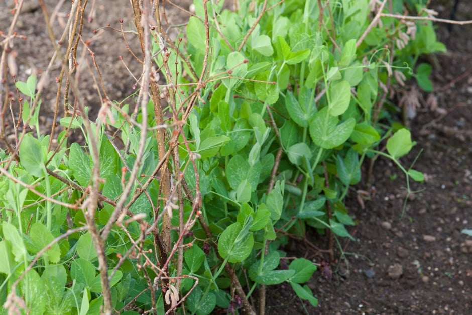 Young pea plants supported with pea sticks