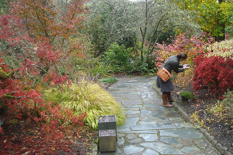 Woman photographing acers in the Stone Garden