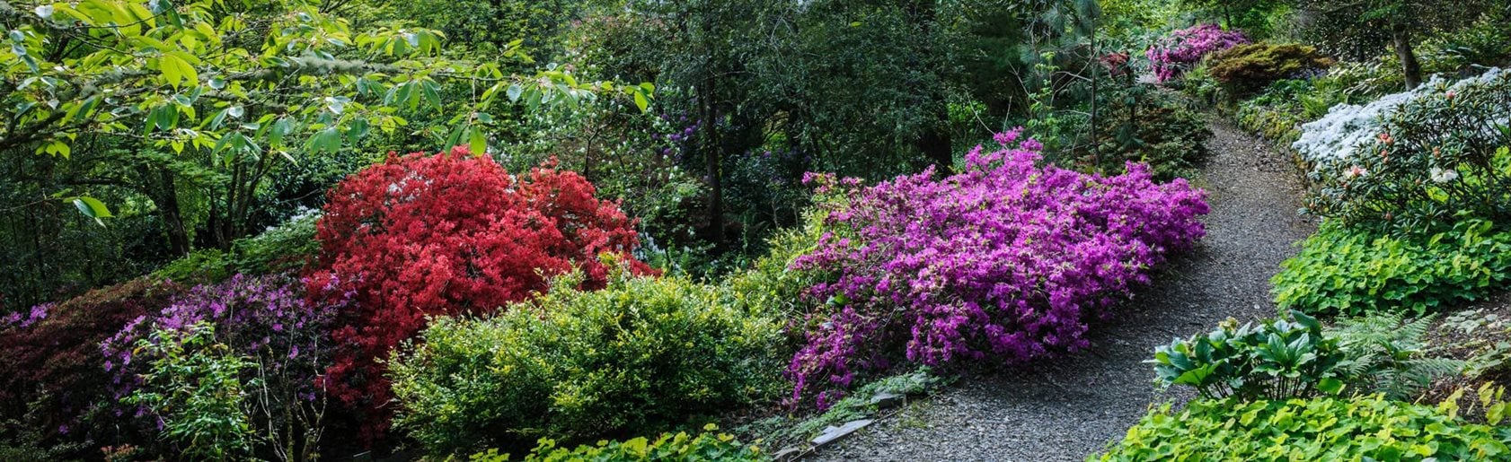 photograph of the garden