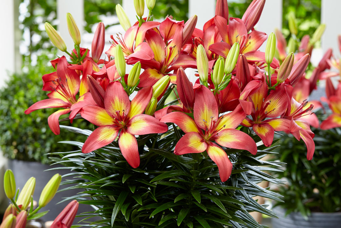 Luscious lilies for your garden pots or borders / RHS Gardening