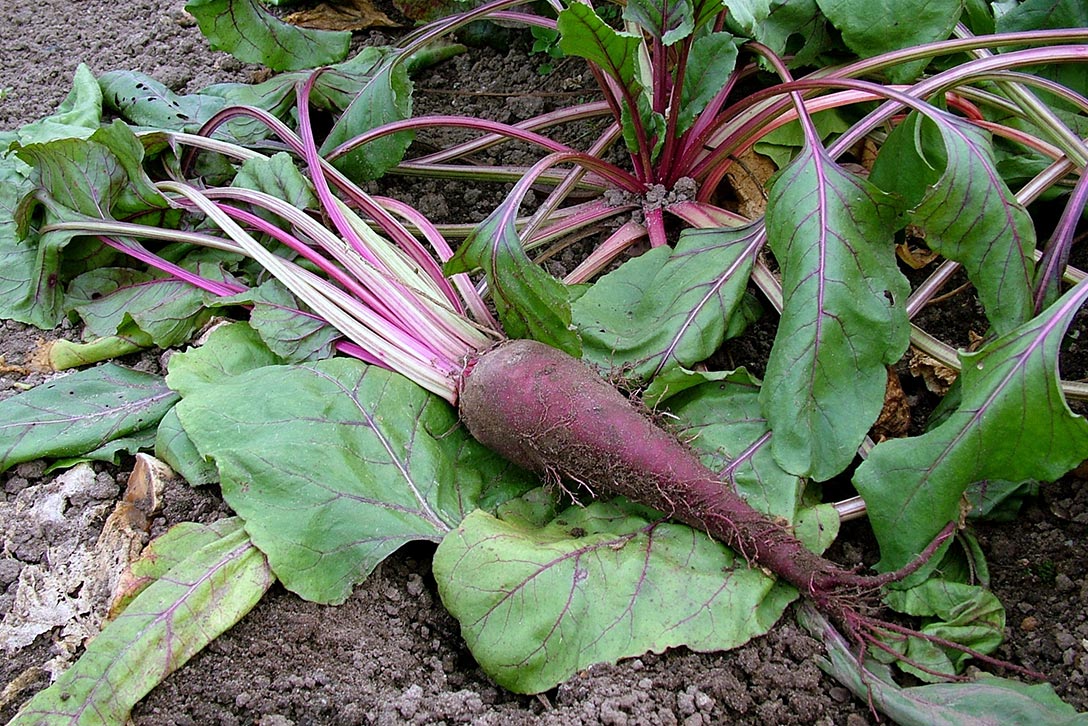 Beetroot Plant Flower
