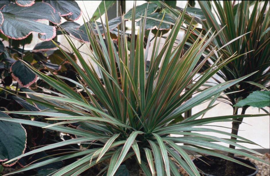 Discover dracaena