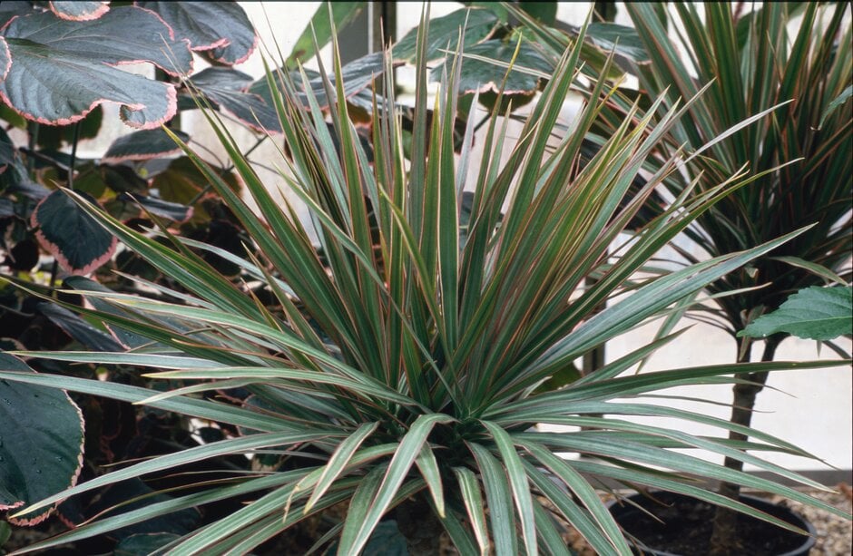 Discover dracaena