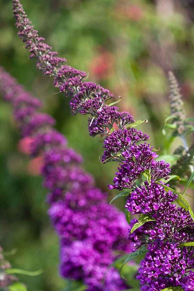 灌木修剪基礎:落葉與常綠灌木的完整修剪策略